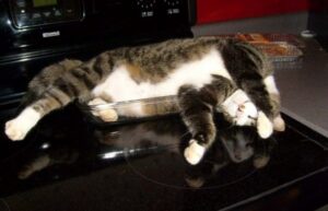 CAT ON STOVE