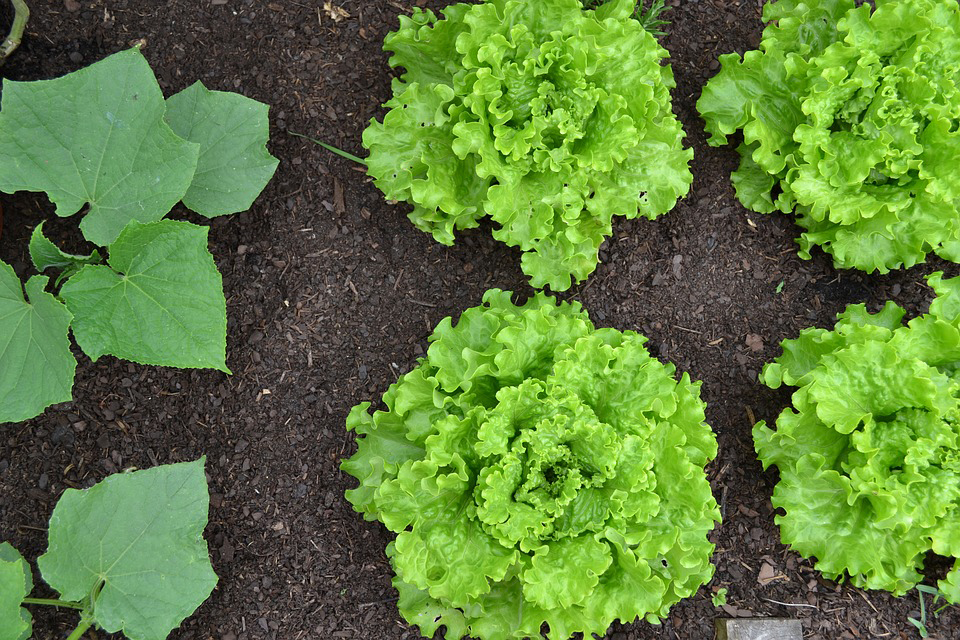 Vegetable Garden
