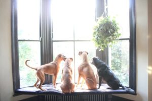 WINDOW DOG SEAT